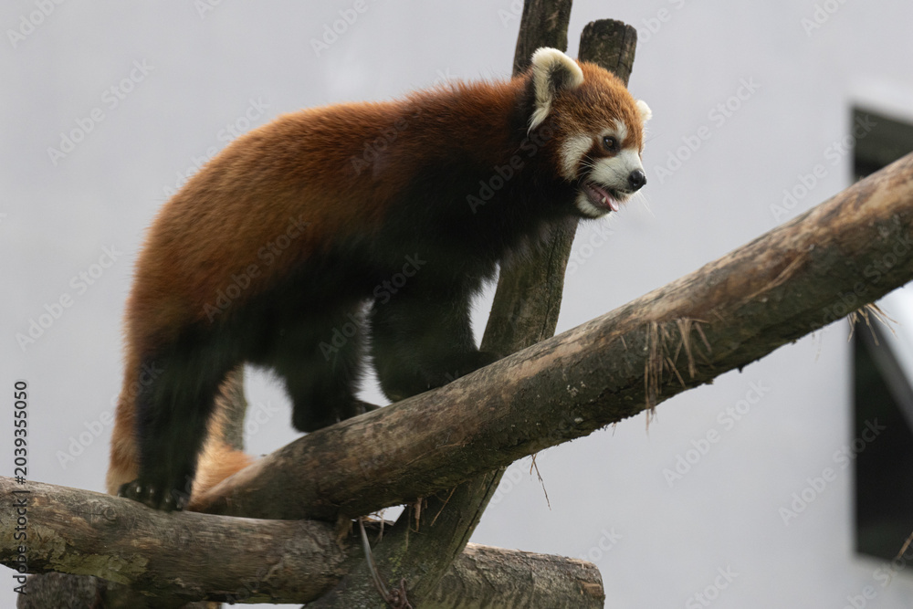 Obraz premium Red Panda Perched in a Tree Branch , looking to the audience
