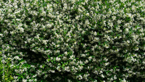 Trachelospermum jasminoides blooms in summer in the garden with flowers - star jasmine