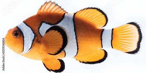 Foto Orange clownfish swimming in the deep ocean
