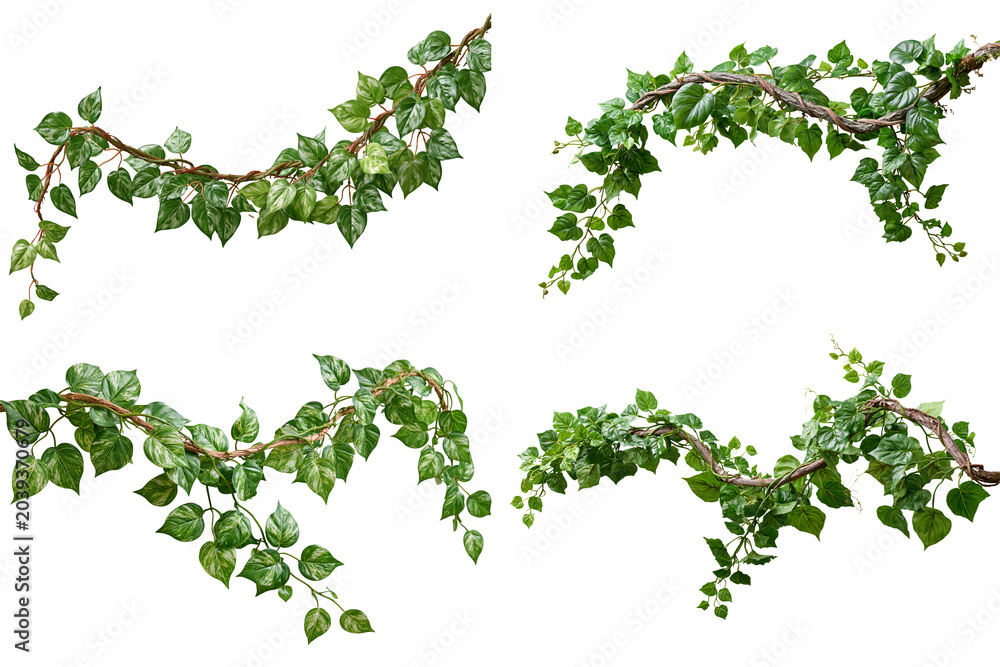 Fototapeta premium jungle vines set isolated on white transparent background - design element cut-out object collection