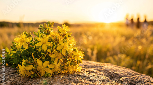 Yellow St John's Wort wildflowers traditionally gathered at the solstice, midsummer meadow