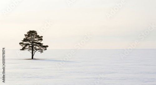 Solitary pine tree in snowy winter landscape