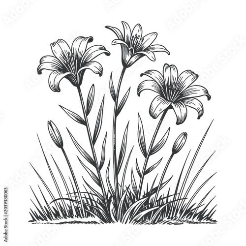 Lilly engraving vector illustrations art