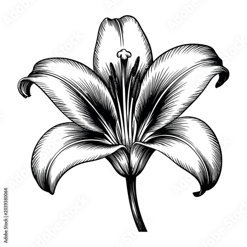 Lilly engraving vector illustrations art