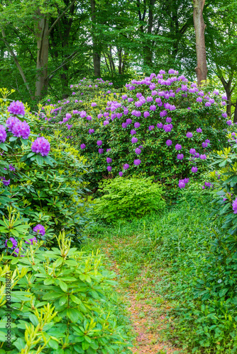 Botanik und Natur, Echter Wurmfarn (Dryopteris filix-mas) und Rhododendronblüte im Berliner Tiergarten Park, Berlin, Deutschland