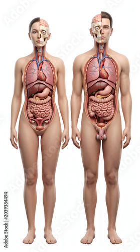 3D render showcasing detailed human male and female internal anatomy, illustrating organ systems for scientific and educational purposes