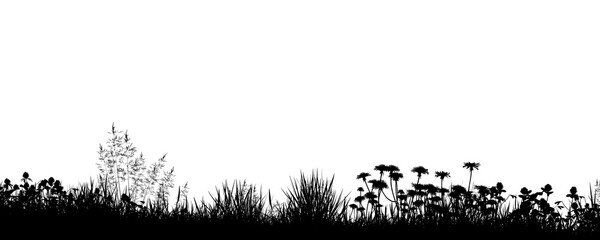 Wildflower grass silhouette border isolated on transparent background.