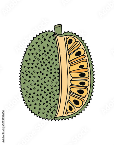 Illustration of a Ripe Durian Fruit Cut Open.