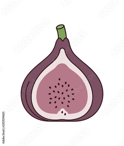 Illustration of a Fresh Ripe Fig Cut in Half.