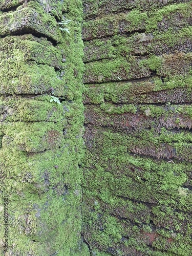 Green Moss Covering Corner Old Brick Wall Natural Texture Background