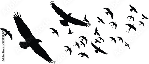 Black Birds Flying in Flock Isolated on White Background