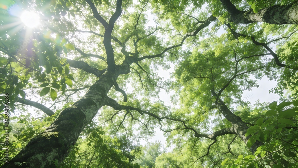 Fototapeta premium Sunlight filters through dense green leaves on large tree branches in forest