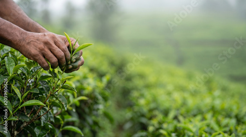 Close-up of hands picking fresh green tea leaves in a lush tea garden. Artisanal harvest detail perfect for tea brands, organic food, and wellness campaigns.