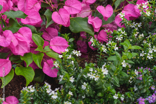 Foto Beautiful pink Bougainvillea bracts and tiny white Cuphea flowers blooming toget