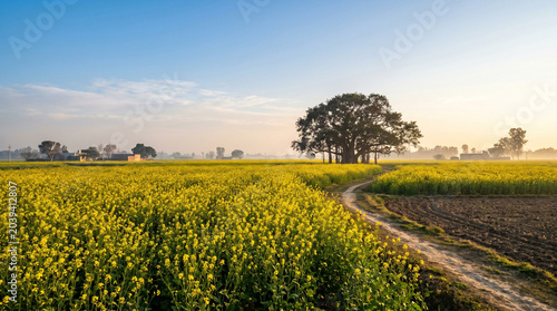 Mustard Field in Indian Rural Landscape with Banyan Tree at Morning