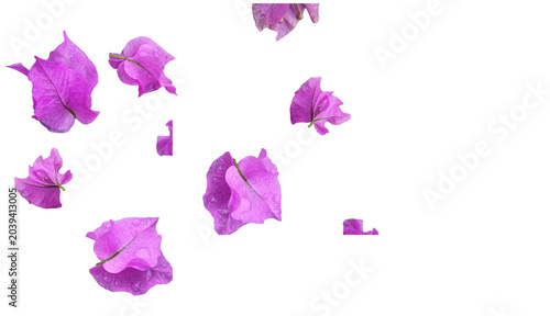 Slika na platnu Isolated pink bougainvillea bracts with water drops, transparent background