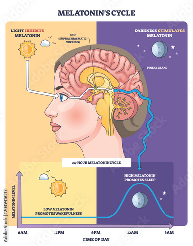 Φωτογραφία Melatonin cycle outline shows how light and darkness drive sleep hormone via neural pathways, key objects, brain, pineal gland, day-night graph