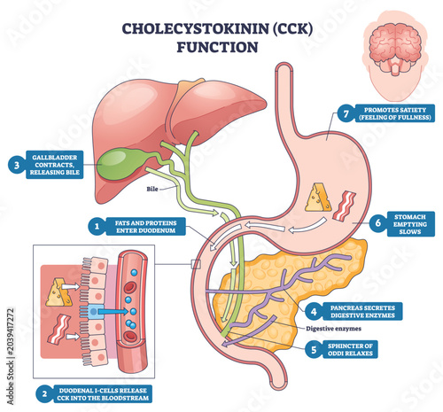 Canvastavla Cholecystokinin function illustrated, gallbladder releases bile, pancreas secretes enzymes, and duodenum triggers digestion and satiety across the gut-brain axis