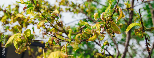 Obraz na plátně Twisting of peach leaves caused by fungus or cold