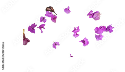 Tableau sur toile Bougainvillea Bracts with Drops