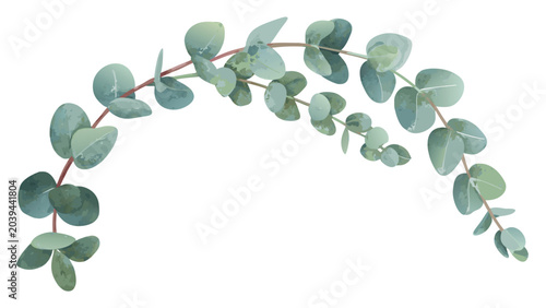 Elegant eucalyptus branch vector illustration featuring lush green rounded leaves arranged in a graceful curved arch