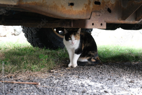 Photography Calico Cat Under Car