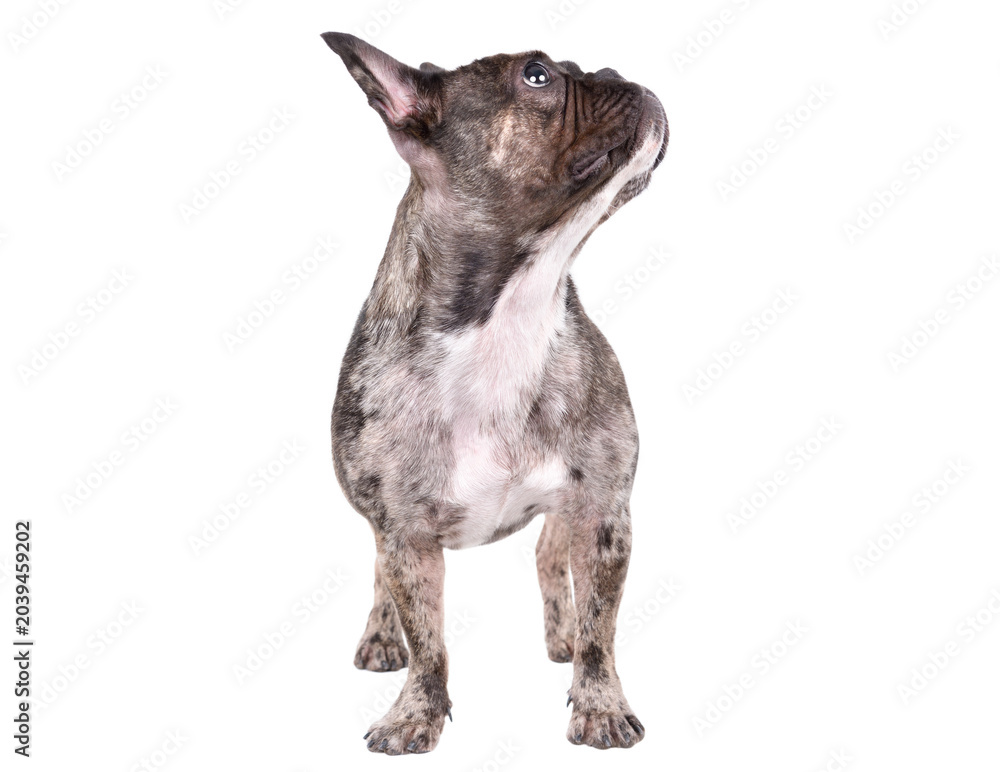 Fototapeta premium Сurious French bulldog standing looking away isolated on white background
