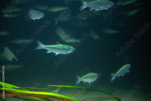 Salmon in a Natural Ecosystem