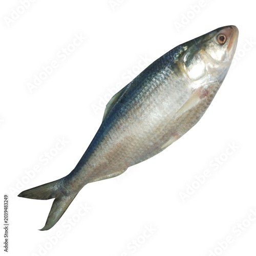 Tenualosa ilisha Fish Stock Photo