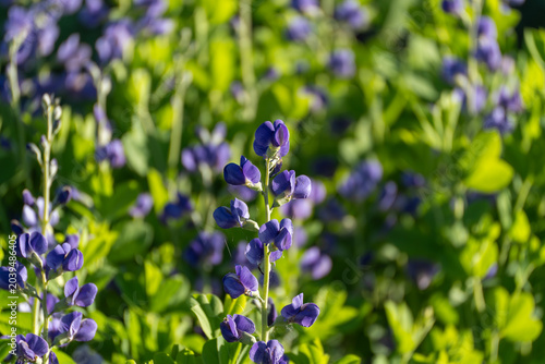 Purple blue false indigo Baptisia australis flowers stand above green leaves. The soft bokeh image shows pea like blossoms in spring shade.