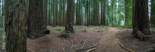 Panorama of Trail in Redwood Forest