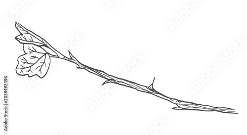 Tableau sur toile Vector hand drawn botanical sketch of thorny branch with leaves isolated on whit