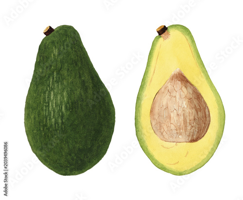 Vintage avocado illustration isolated on white background. Watercolor