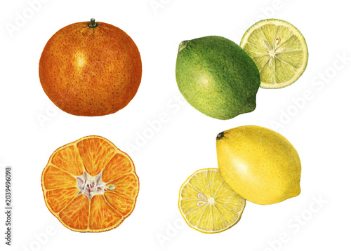 Vintage orange, lemon and lime illustration isolated on white background. Watercolor