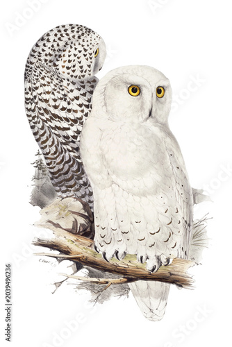Snowy Owl. Vintage illustration of two owls.