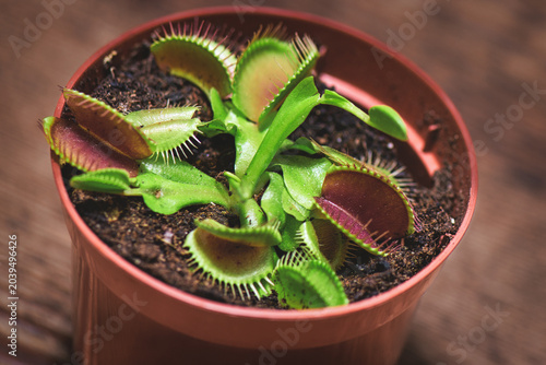Healthy Venus Flytrap with Open Traps in Pot