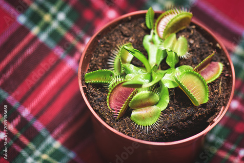 Carnivorous Venus Flytrap Plant Against Colorful Background