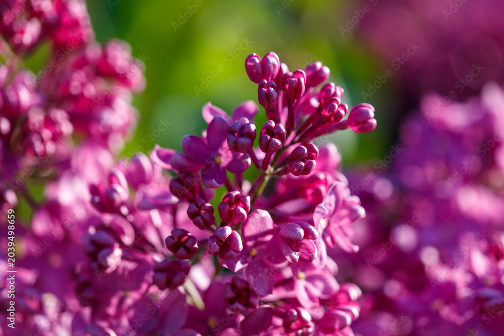 Obraz premium Close-up of lilac flowers in nature