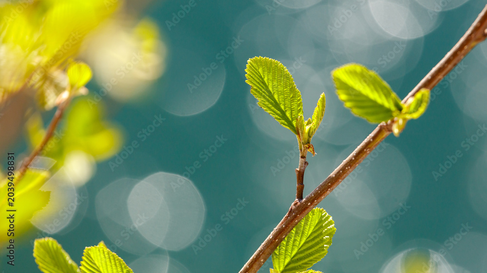 Obraz premium Close-up of young leaves on a twig with bokeh background