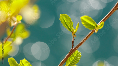 Foto Close-up of young leaves on a twig with bokeh background
