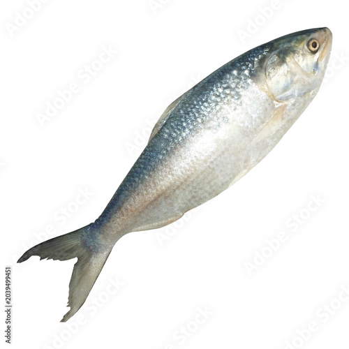 Tenualosa ilisha Fish Stock Photo