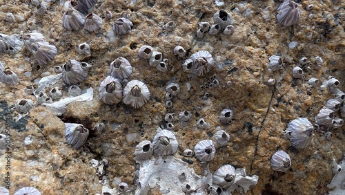 фотографія A colony of barnacles growing on rocks is visible at low tide.