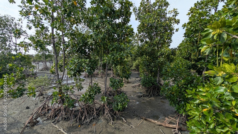 Fototapeta premium Mangrove trees at low tide.