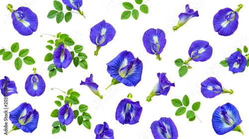 Photos Fresh butterfly pea flowers with accompanying green leaves, beautifully arranged and isolated on a transparent