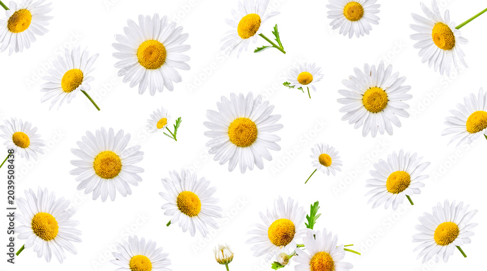 Fototapeta premium Beautiful fresh white daisies and delicate chamomile flowers with green stems.