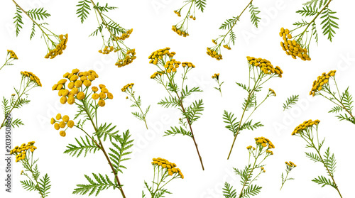 Fotografi Multiple tansy plant stems with distinctive yellow button-like flowers and feathery green leaves