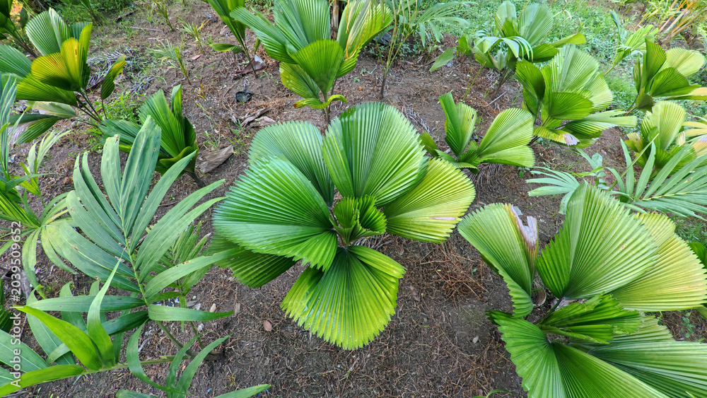 Obraz premium High angle view of young ruffled fan palm growing in the garden, tropical licuala grandis palm tree in agricultural field