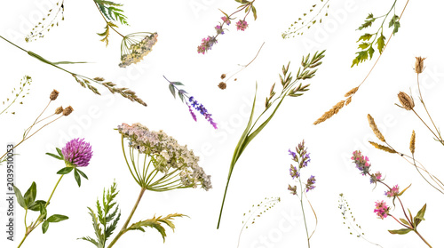 Φωτογραφία Photograph of diverse wild meadow plants, dried grasses, and delicate flowers artfully arranged on a transparent