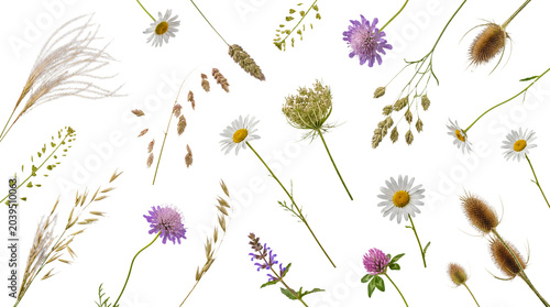Bild auf Leinwand Assortment of wild meadow flowers, grasses, and weeds isolated on a transparent background for design