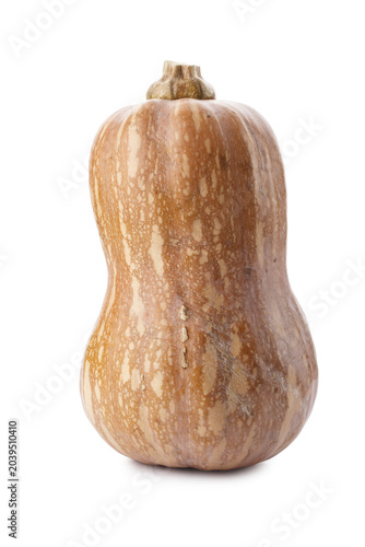 Pumpkin Butternut Squash isolated on a white background